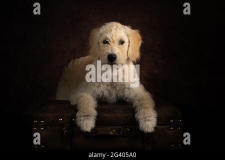 Studio illuminato Labradoodle Puppy ritratto Foto Stock
