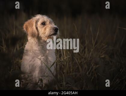 Simpatico cucciolo di Labradoodle in erba lunga Foto Stock