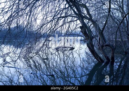 Paesaggio alluvionale all'alba, Bislicher Insel riserva naturale, Xanten, basso Reno, Germania, Europa Foto Stock