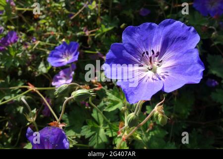 Geranium pratense Foto Stock