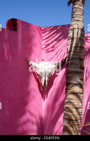 Un cranio bianco di un toro è montato su una parete rosa e luminosa. Girato in Messico Foto Stock