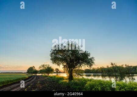 Mattina di inizio estate su un grande lago circondato da splendidi e ampi salici. Erba verde coperta di rugiada all'alba. Bella sp Foto Stock