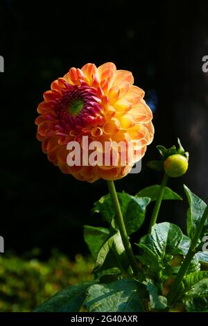 Palla dahlia, Fabiani Foto Stock