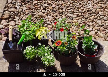 Preparazione per piantare piante nel giardino domestico. Dopo lo shopping al negozio del giardino.10 Foto Stock