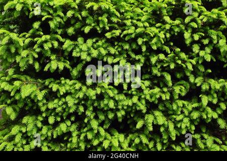 Primavera in giardino. Conifera ben rifinita: Picea abies 'Nidiformis'. Germogli di colore verde chiaro. Foto Stock