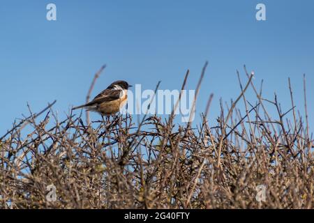 Stonechat comune (Saxicola rubicola) Arroccato su una siepe a Hope Gap vicino a Seaford Foto Stock