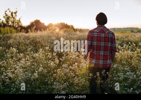 Vista posteriore, uomo che cammina su un campo fiorito, tramonto di fronte. Concetto agroalimentare, tramonto. Foto Stock