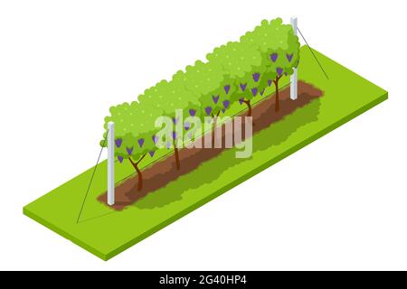 Vendemmia isometrica, agricoltori che raccolgono uve. Vigneto in autunno raccolto con uve mature. Cibo Oganico e vino pregiato fatto a mano Illustrazione Vettoriale