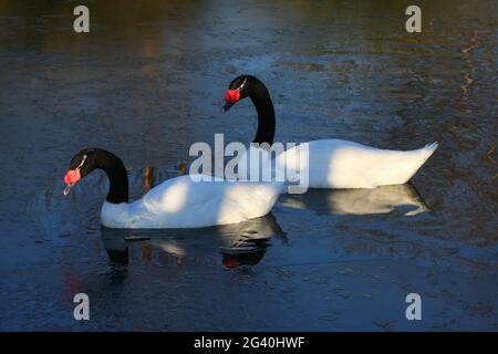 Black cigni a collo alto (cygnus melancoryphus) Foto Stock