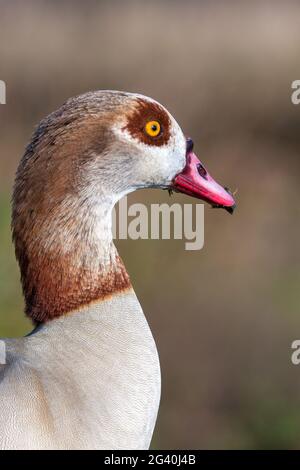 Close up di oca egiziana (Alopochen aegyptiacus) Foto Stock