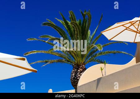 2 ombrello bianco´s e un palmo posto contro un cielo blu luminoso. Algarve, Portogallo. Foto Stock
