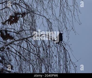 Corvo di Raven (Corvus corone) seduto nei rami di un albero di betulla, corvo in un albero Foto Stock