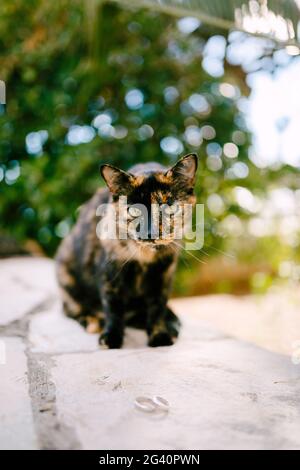 Due anelli di nozze vicino a un gatto nero e rosso su una struttura di pietra contro uno sfondo sfocato di alberi. Foto Stock