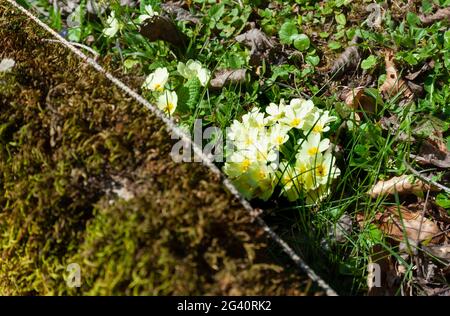 Primote selvagge di colore bianco giallastro nella natura selvaggia fotografate all'inizio della primavera, area boscosa di montagna. Foto Stock