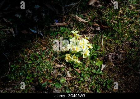 Primote selvagge di colore bianco giallastro nella natura selvaggia fotografate all'inizio della primavera, area boscosa di montagna. Foto Stock