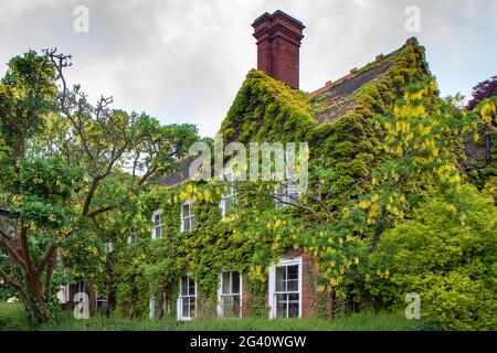 THORPENESS, SUFFOLK/UK - 1 giugno : Casa ricoperta con Laburnam a Thorpeness nel Suffolk, il 1 giugno 2010 Foto Stock