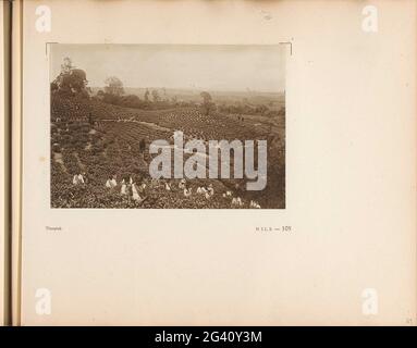 Pagina 105 dall'album fotografico dell'Unione generale delle piantatrici di gomma sulla costa orientale di Sumatra (A.R.O.S.). Pagina del libro con una foto di teepluksters che lavorano sui campi estesi di Sumatra (paese indiano olandese sindacato). Parte dell'album fotografico dell'Unione generale delle piantatrici di gomma sulla costa orientale di Sumatra (A.R.O.S.). Foto Stock