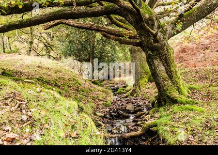 Vista autunnale del Torver Common Wood nel Distretto Inglese del Lago. Foto Stock