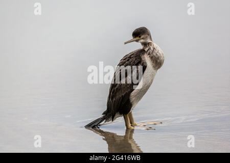 Avvistato Shag (Phalacrocorax punctatus) Foto Stock