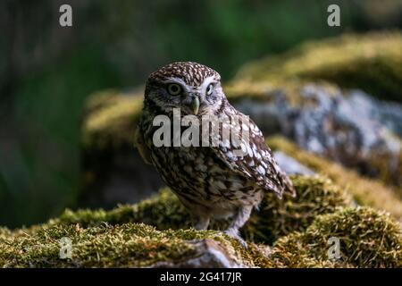 Piccolo gufo (Athene noctua) conosciuto anche come gufo di Atena Foto Stock