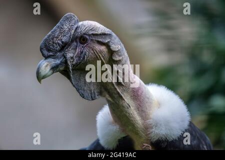 Condor andino (Vultur gryphus) Foto Stock