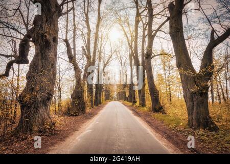 Strada asfaltata nel vicolo d'autunno Foto Stock