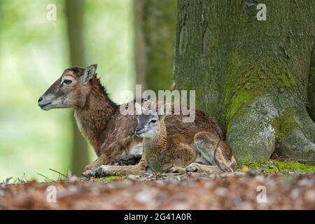 Mouflon europeo (Ovis gmelini musimon / Ovis ammon / Ovis orientalis musimon) pecora / femmina con agnello che riposa nella foresta in primavera Foto Stock