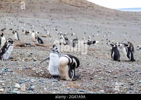 Colonia di Pinguini Magellanici (Sfenisco magellanicus) su Isla Magdalena nello stretto di Magellano, Cile. Foto Stock