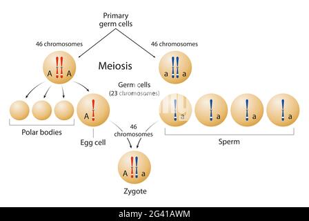 Meiosi e formazione di zigote Foto Stock
