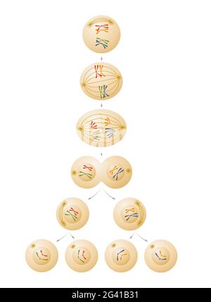 Illustrazione della divisione cellulare della meiosi Foto Stock