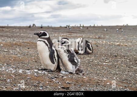 Colonia di Pinguini Magellanici (Sfenisco magellanicus) su Isla Magdalena nello stretto di Magellano, Cile. Foto Stock