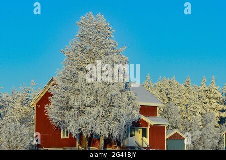 Tipica casa svedese rossa con alberi innevati in inverno, Mellanström, Lapponia, Svezia Foto Stock