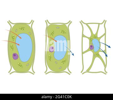 Osmosi in cellula vegetale Foto Stock