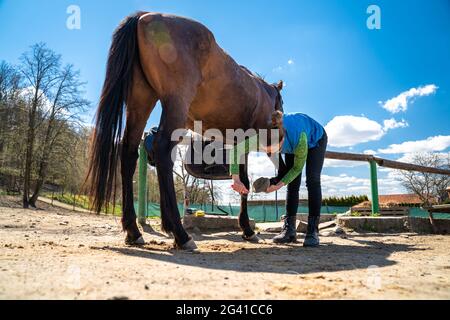 pulire gli zoccoli del cavallo con una spazzola e. un gancio Foto Stock