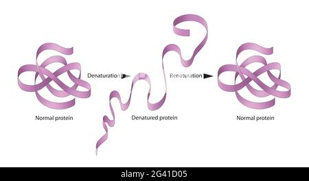 Denaturazione e rinaturazione delle proteine Foto Stock