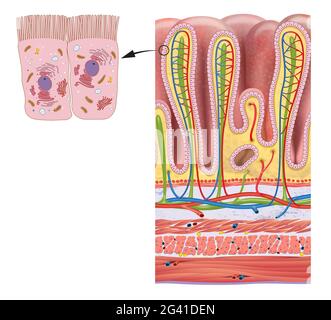 Strati della parete dello stomaco e ghiandole gastriche anatomia dettagliata Foto Stock