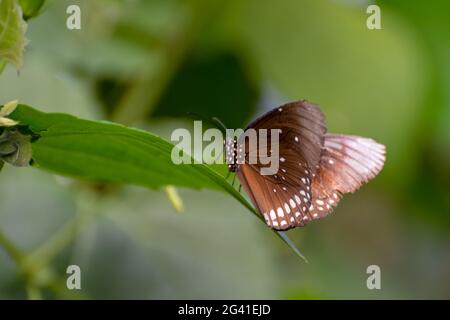 Il corvo comune Butterfly (Euploea core) Foto Stock