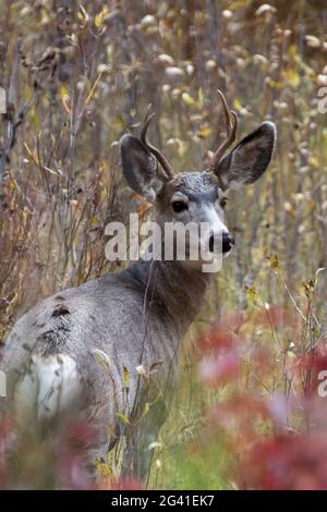 Mule Deer (Odocoileus hemionus) Foto Stock