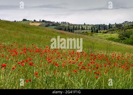 Papaveri fioriti in Val d'Orcia Toscana Foto Stock