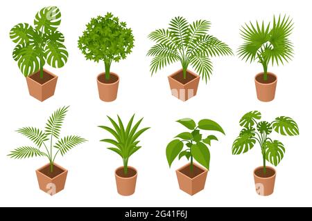 Pianta isometrica, palme in una pentola isolata su sfondo bianco. Palma Areca decorativa all'interno della stanza Illustrazione Vettoriale