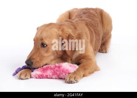 Golden Retriever cane sdraiato sul pavimento con giocattolo cane Foto Stock