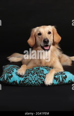 Carino cane Golden Retriever sdraiato su un cuscino azzurro chiaro Foto Stock