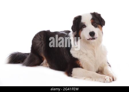 Cane pastore australiano sdraiato su sfondo bianco Foto Stock
