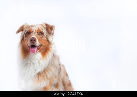 Ritratto del pastore australiano isolato Foto Stock