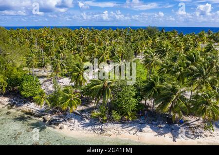 Vista aerea delle persone che si rilassano sulla spiaggia con piantagioni di cocco dietro di loro, l'Isola di Avatoru, l'Atollo di Rangiroa, le Isole Tuamotu, Polinesesi Francese Foto Stock