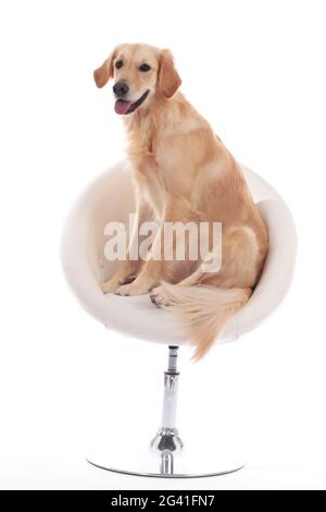 Carino cane d'oro Retriever seduto su una poltrona bianca Foto Stock