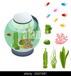Pesce d'oro isometrico nell'Acquario d'acqua dolce e insieme di elementi acquari sottomarini, pesci, coralli, verde piantato tropicale, pietre isolate su bianco Illustrazione Vettoriale