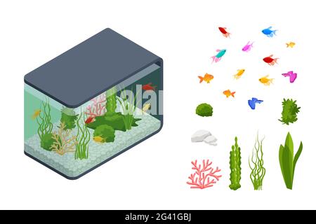 Pesce d'oro isometrico nell'Acquario d'acqua dolce e insieme di elementi acquari sottomarini, pesci, coralli, verde piantato tropicale, pietre isolate su bianco Illustrazione Vettoriale