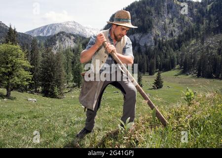 Enzianstechen al Priesberghütte, Berchtesgadener Land, alta Baviera, Baviera, Germania Foto Stock