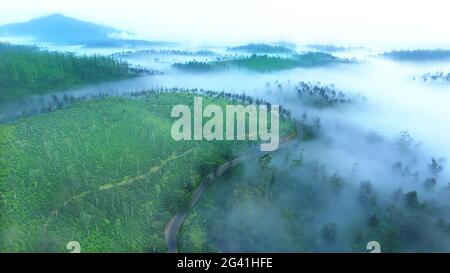 munnar kerala il luogo più bello dell'india Foto Stock